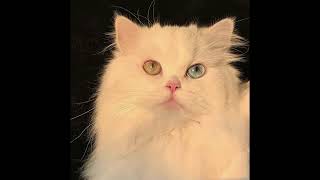 Turkish Angoras: The Breed That Will Steal Your Heart