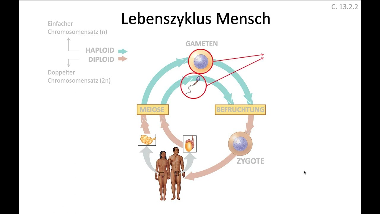 kirschlorbeer im pflanzkübel Kirschlorbeer main image 1