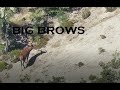 Red Stag Roar-The Legend of Big Brows