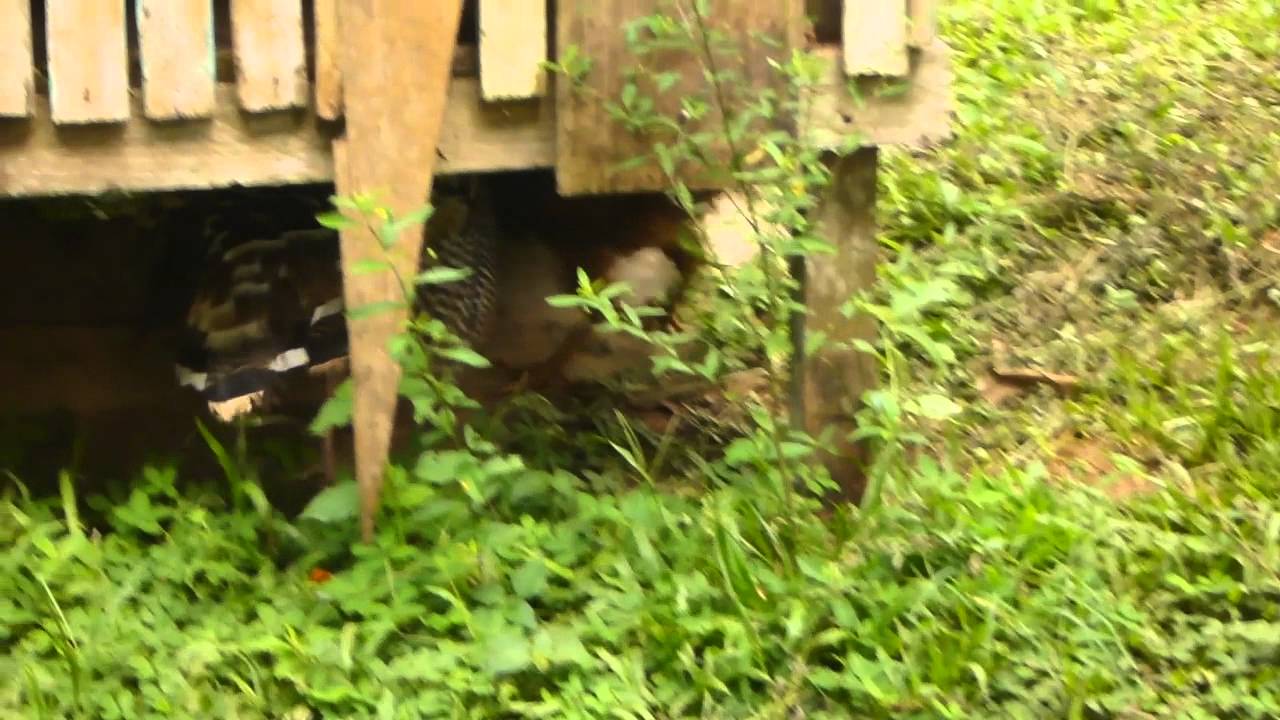 Chicken Versus Turkey Fight YouTube