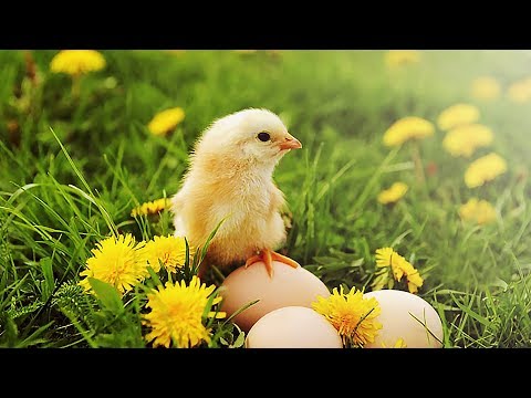 КАК ЦЫПЛЯТА ВЫЛУПЛЯЮТСЯ