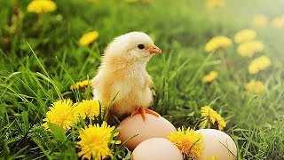 КАК ЦЫПЛЯТА ВЫЛУПЛЯЮТСЯ из яиц. Обзор вылупления птенцов в инкубаторе на ферме