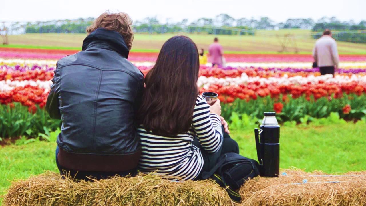 Now Blooming - Table Cape Tulip Farm