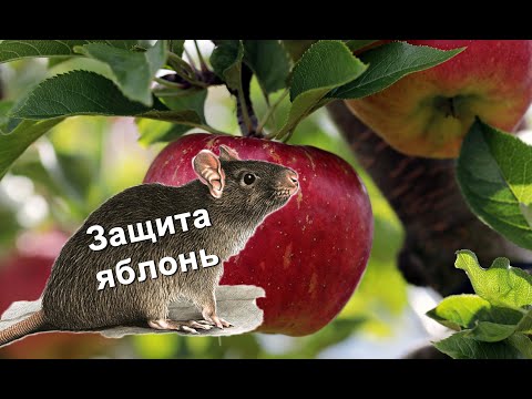 Как защитить яблони от грызунов