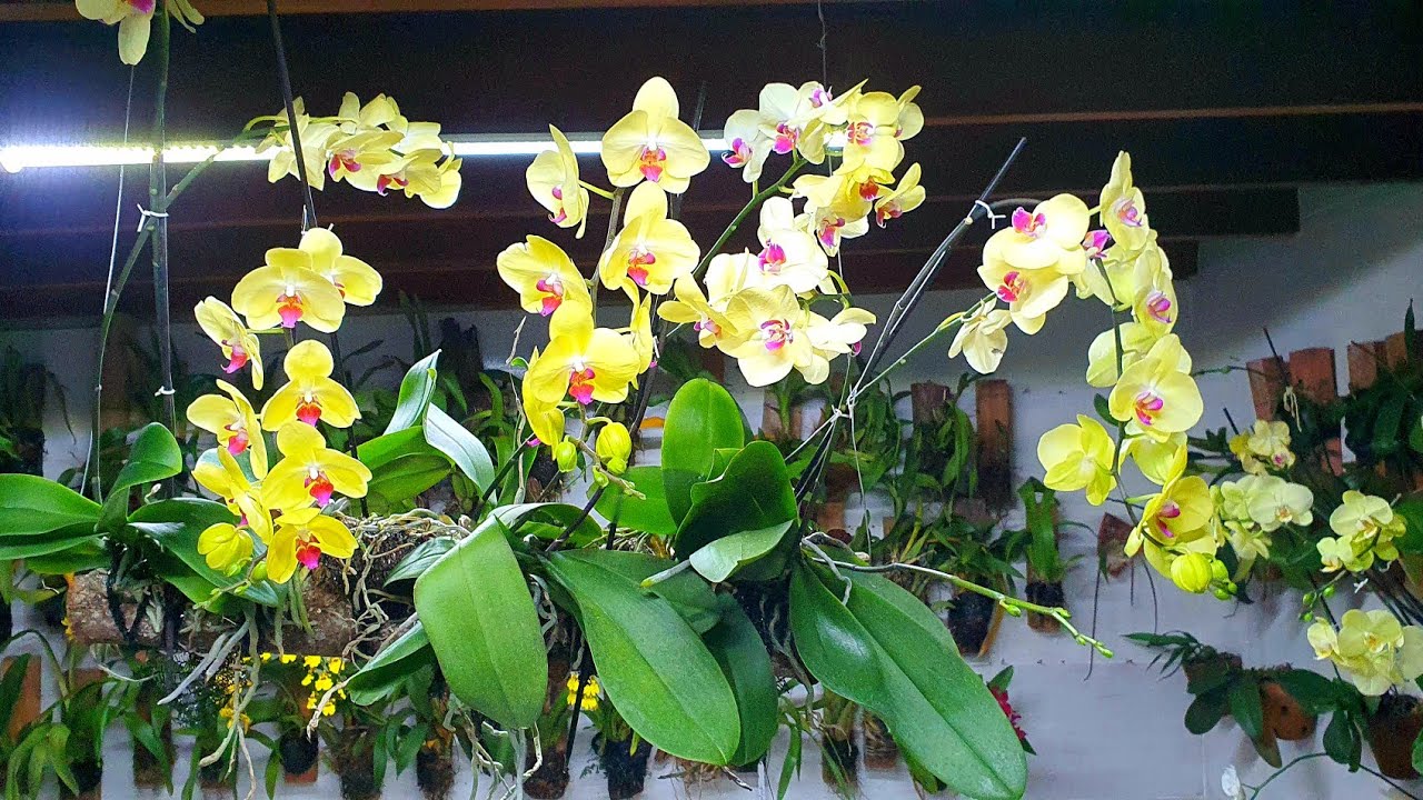 Arranjo natural com phalaenopsis - thptnganamst.edu.vn