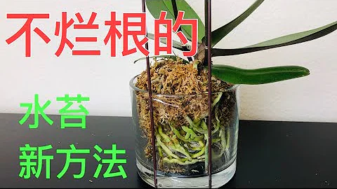 蘭花 - 改良版，不爛根之半水苔混空心種植法。Growing orchid in Sphagnum moss - 天天要聞