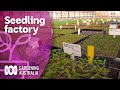 Lockdown seedling production in the plant plant  discovery  gardening australia