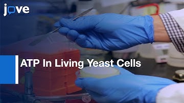 Ratiometric Biosensors That Measure Mitochondrial Redox State l Protocol Preview