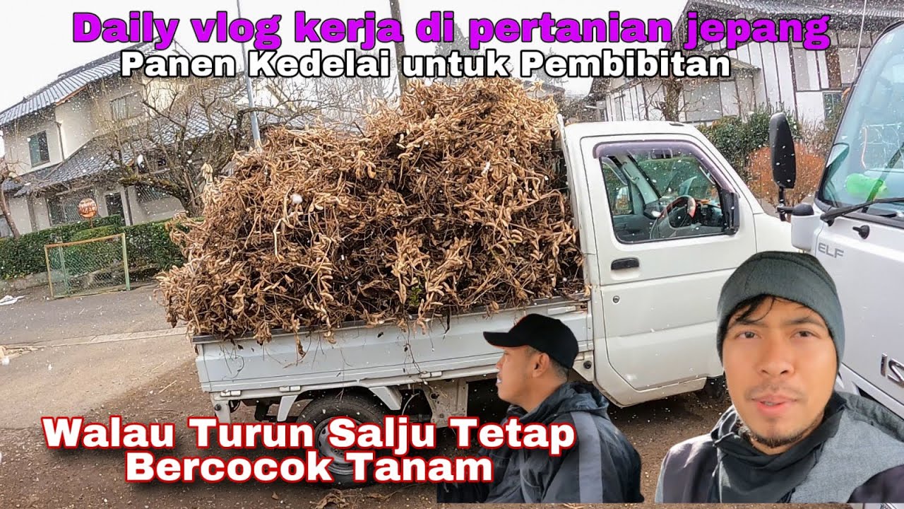 Resiko Kerja Di Pertanian Jepang Walau Turun Salju Tetap Kerja