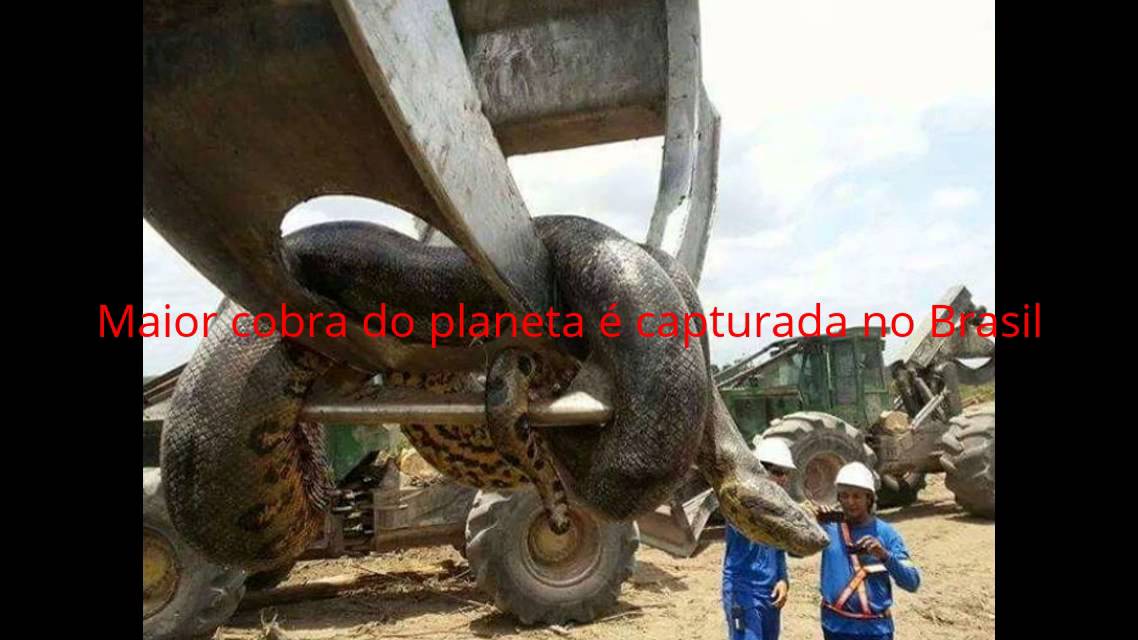 Maior cobra do planeta é capturada no Brasil