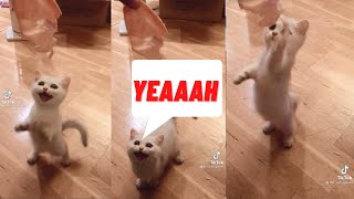 Adorable cat saying &quot;YEAAH&quot;