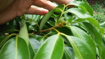 Kỹ thuật kích hoa các loại vải năm 2020 - 2021.