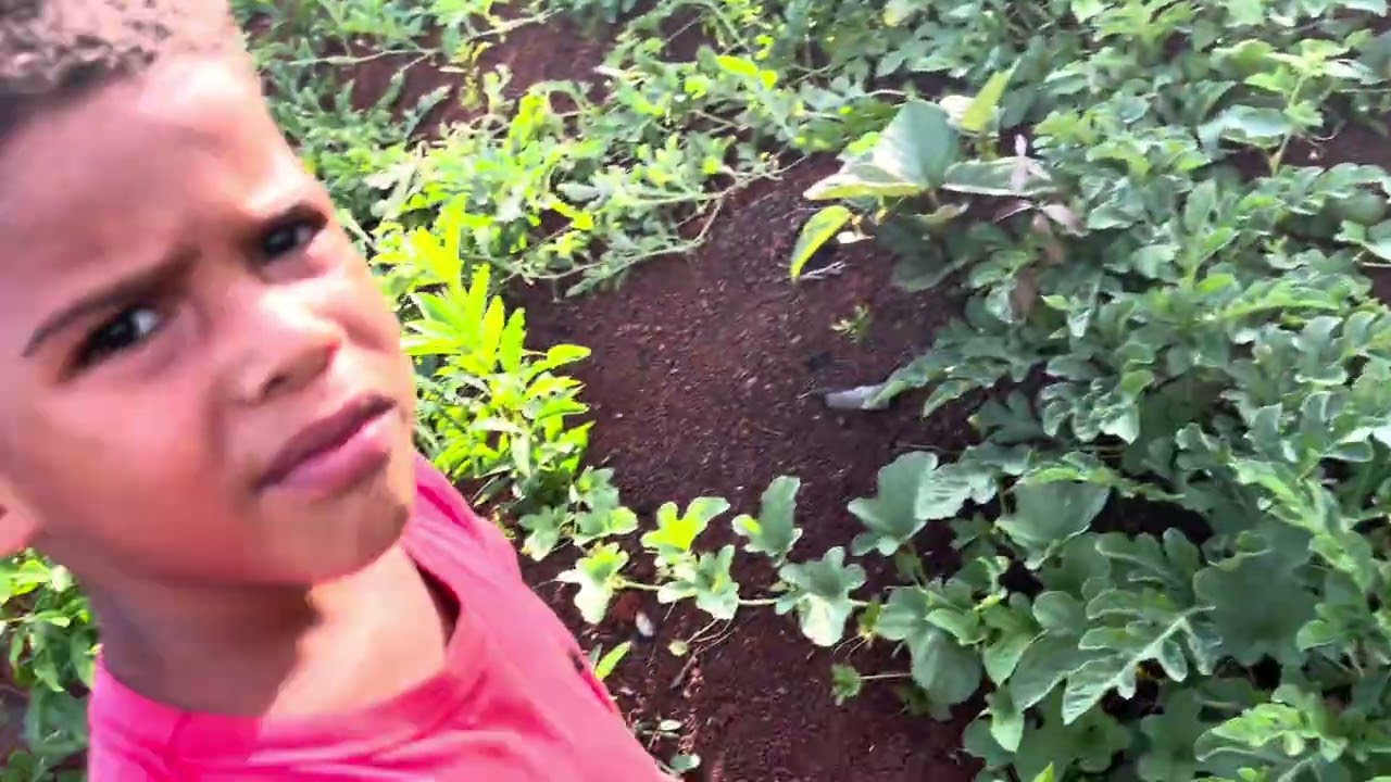 Segunda parte do video procurando Murici 