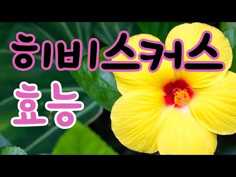 [Hibiscus] 히비스커스 효능 놀라운 다이어트 효과