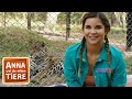 Die Raubkatzen von Brasilien | Reportage für Kinder| Anna und die wilden Tiere
