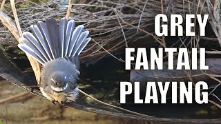 Grey Fantail Bird Splashing In Water - Australian Backyard Bird