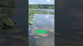 HOW TO Catch Bass In Ponds EVERY Time! #shorts #fishing