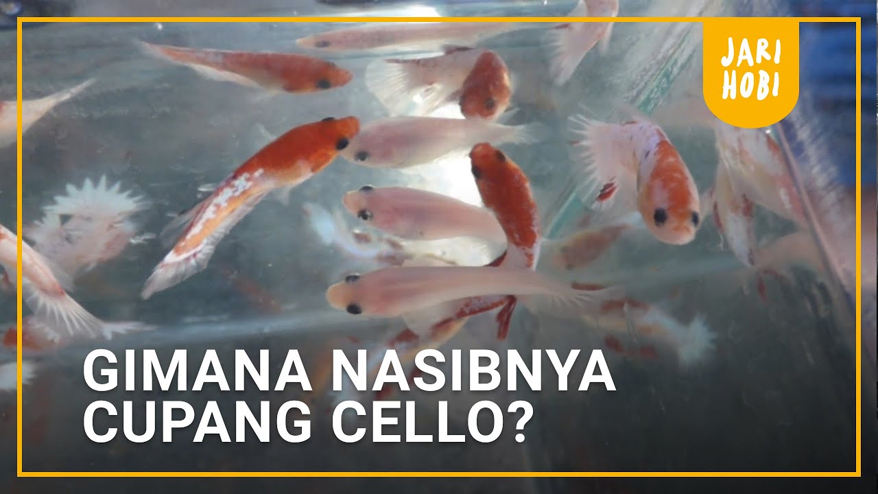 Gimana Nasibnya Cupang Cello Masih Laku Ga Ya Youtube