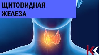 картинка: Щитовидная железа.