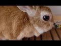 【うさぎが怒って鳴く時! アタシの部屋勝手に掃除しないで!!】 Rabbit angry and crying when you clean