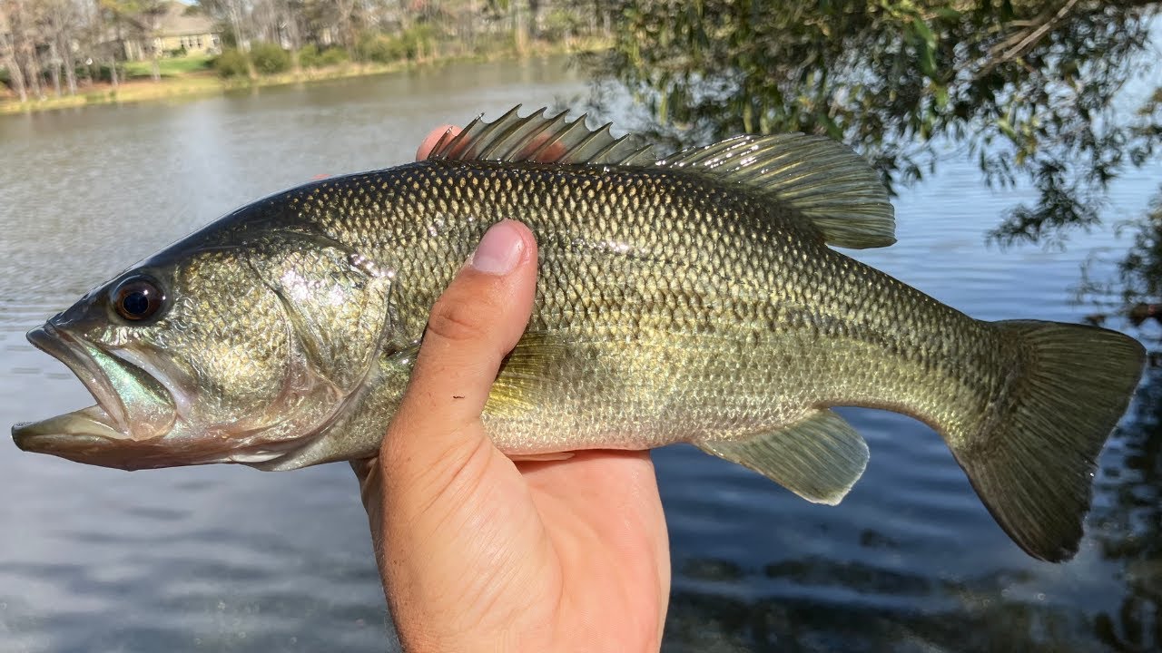 Light Tackle Bass Fishing!