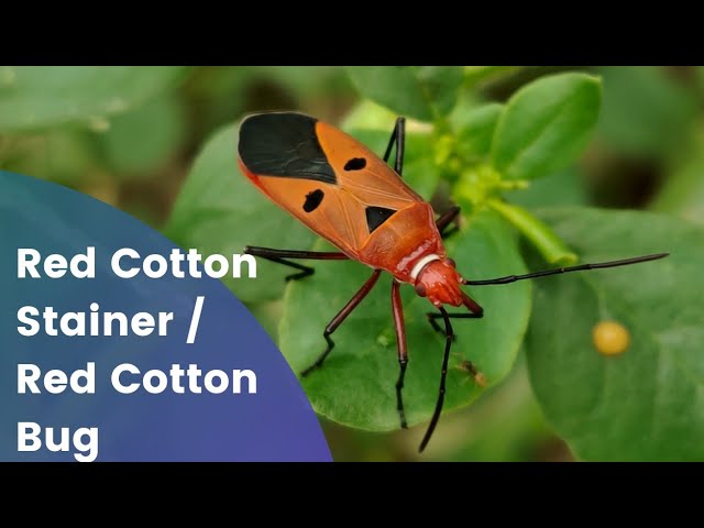 Red Cotton Bug