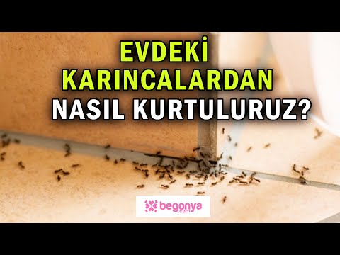 evdeki karincalardan kurtulmak