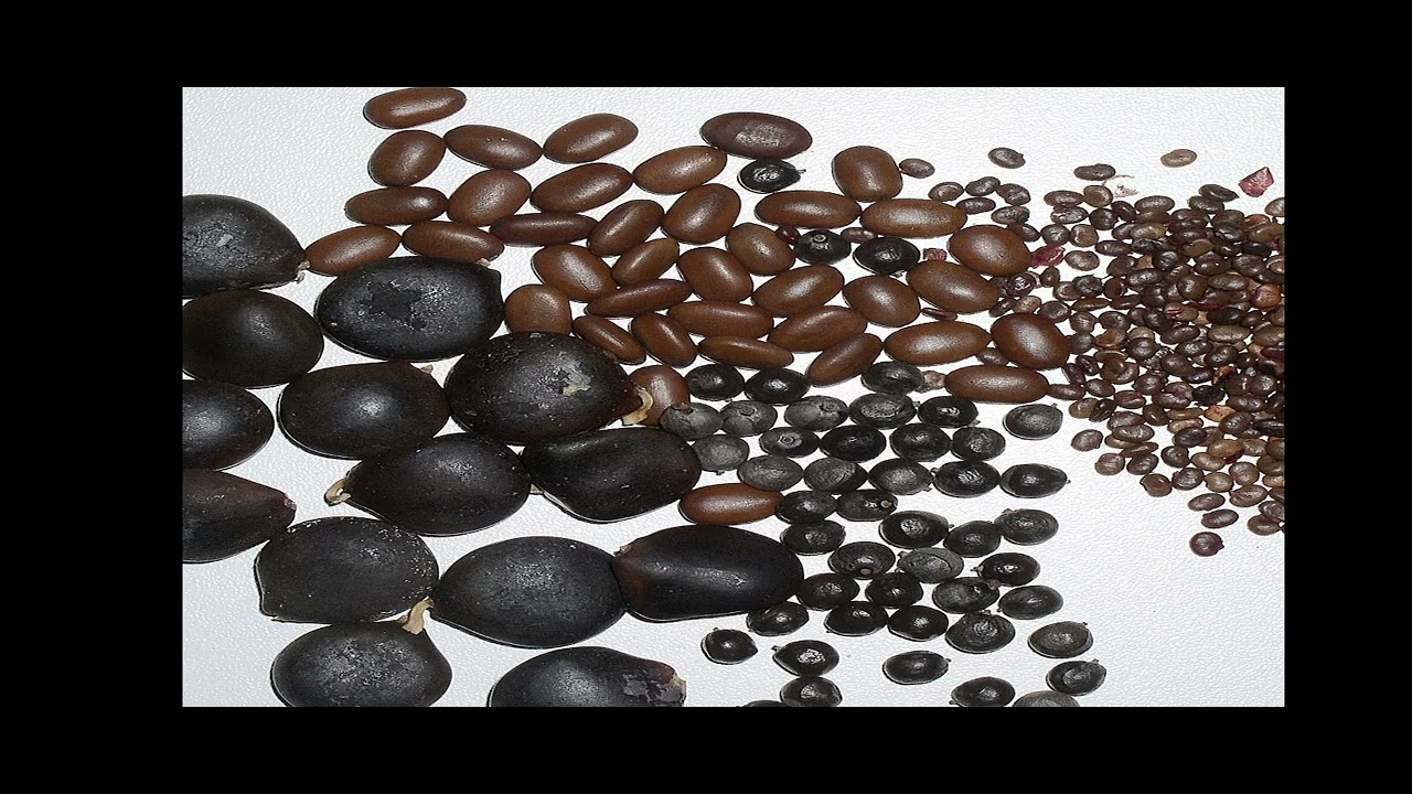 learn about physical dormancy| physical dormancy| seed dormancy| what is physical dormancy in seeds?