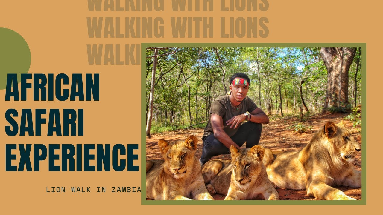 Прогулка со львами в Ливингстоне, Замбия. ОБЯЗАТЕЛЬНО К ПРОСМОТРУ | Сафари с «большой пятеркой» л...