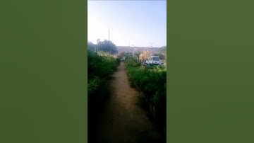 🌾🍄🌱#planting #plants #shorts #gardening #youtubeshortfeed #plantingaplant #ytreel