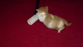 Kitten fighting with her bottle