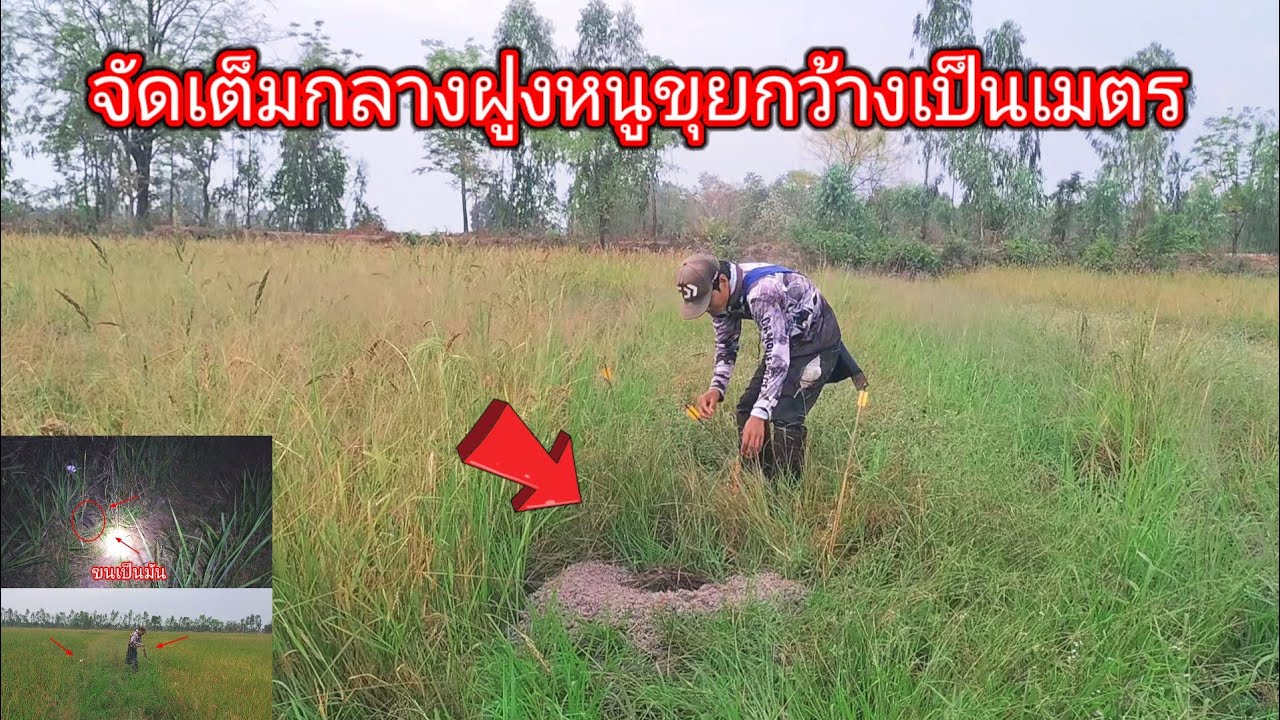 ขุยกว้างเป็นเมตร!!ดักหนูหมายนี้มีแต่ขุยหนูใหญ่ทั้งนั้นทางเดินก็สวยสุดๆจัดเต็มไปเลย20+