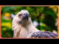 How Birds Of Prey Defend Themselves Against Deadly Predators | Race of Life | Real Wild