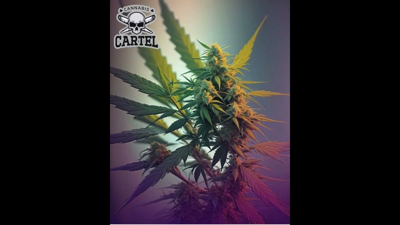 🔥 High Margins. High Demand. High Impact. 🔥 Cannabis Cartel