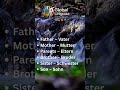 Family Members in German 🇩🇪 | Vater, Mutter, Bruder, Schwester#shorts