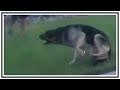 Dog Is Tasered By St. George Police Officers | Body Cams | United States | 20180503