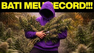HOW TO HARVEST 1KG OF FLOWERS IN 3 MONTHS (COMPLETE HARVEST)