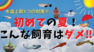 初めての夏！こんな飼育はダメ‼