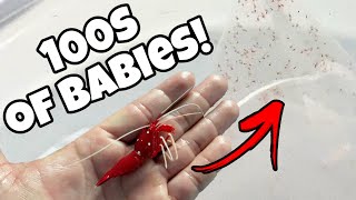 Hundreds of BLOOD SHRIMP BABIES FOUND in SALTWATER AQUARIUM! | REOLINK by Joey Slay Em 12,170 views 1 year ago 10 minutes, 34 seconds