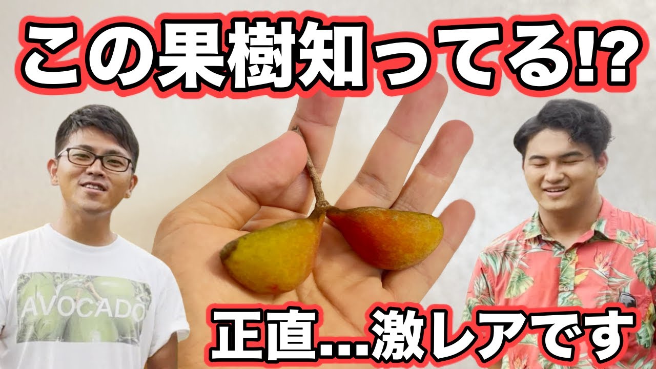 希少 台湾果樹 ピンポン What is the Striped Ping Pong (Scientific name: Sterculia