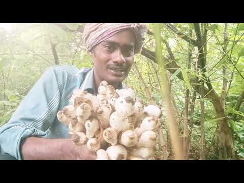 फॉरेस्ट जंगली मशरूम 2021 जंगल के बीचो बीच मिलाया जंगली मशरूम/new video आज का