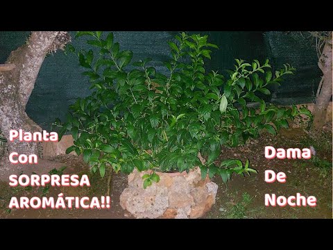 Cuidados y características de la Dama de noche o Galán de noche 💚💛 poda... suscribete @nostrasladamusx