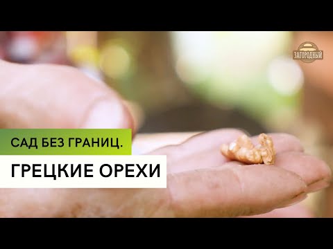 Выращивание грецких орехов \ Сад без границ