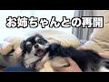 チワワ、お姉ちゃんとの久しぶりの再開に大喜びする