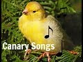 WATERSLAGER CANARY MP3