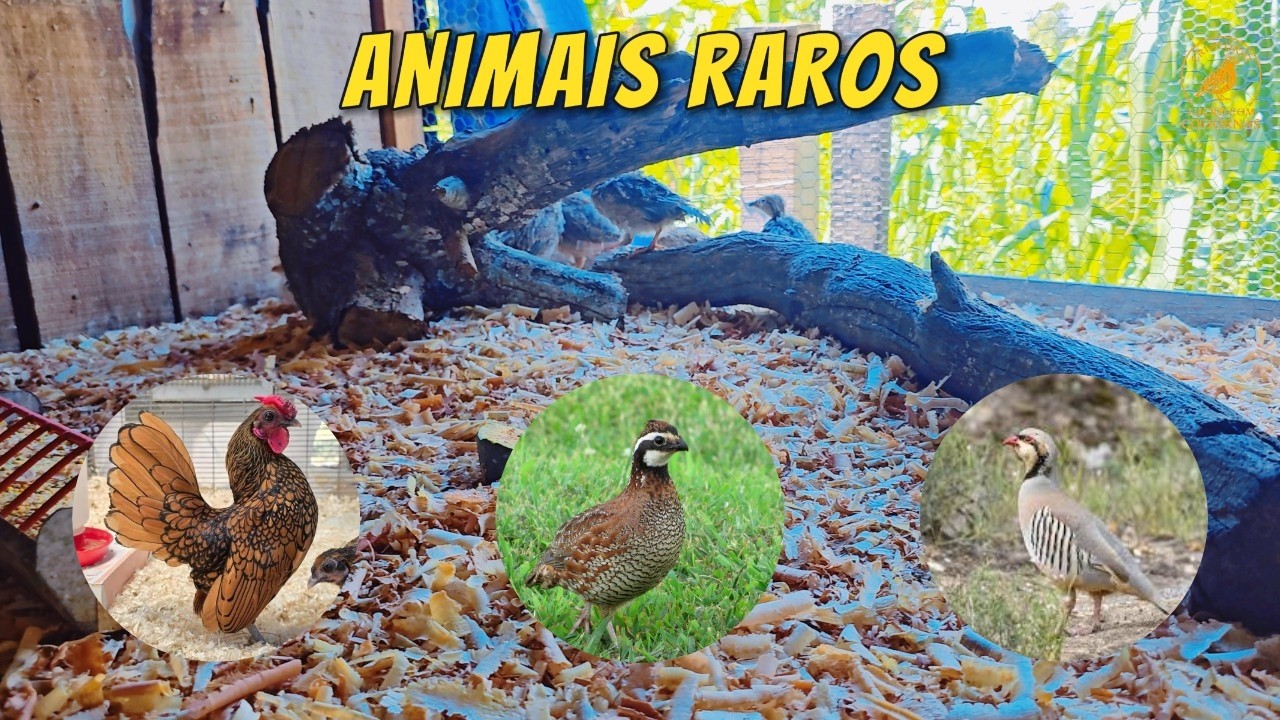 NOVOS ANIMAIS NO CRIATÓRIO! BOB WHITE, PERDIZ CHUKAR,CODORNAS E GALINHAS RARAS.