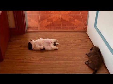 Video: Ar šunys yra normalios?