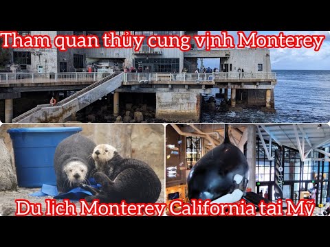 Video: Hướng dẫn Du lịch Thủy cung Vịnh Monterey