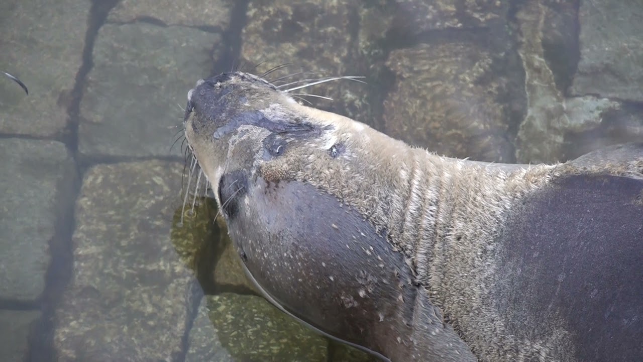 Spearmint The Atlantic Gray Seal Ocean City January 2022