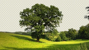 Cut Out Trees 1 MINUTE Photoshop Tutorial - Easy Tutorial